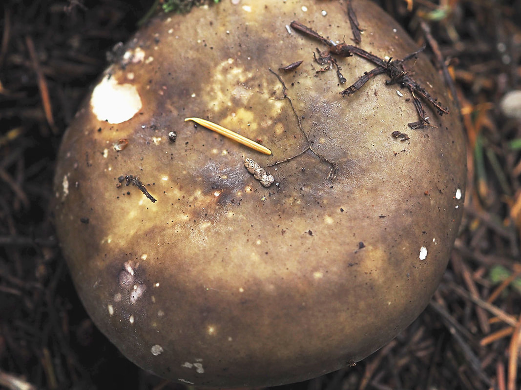Russula elaeoides (Crab brittlegill)