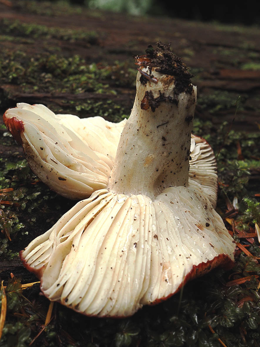 Russula emetica (The sickener)