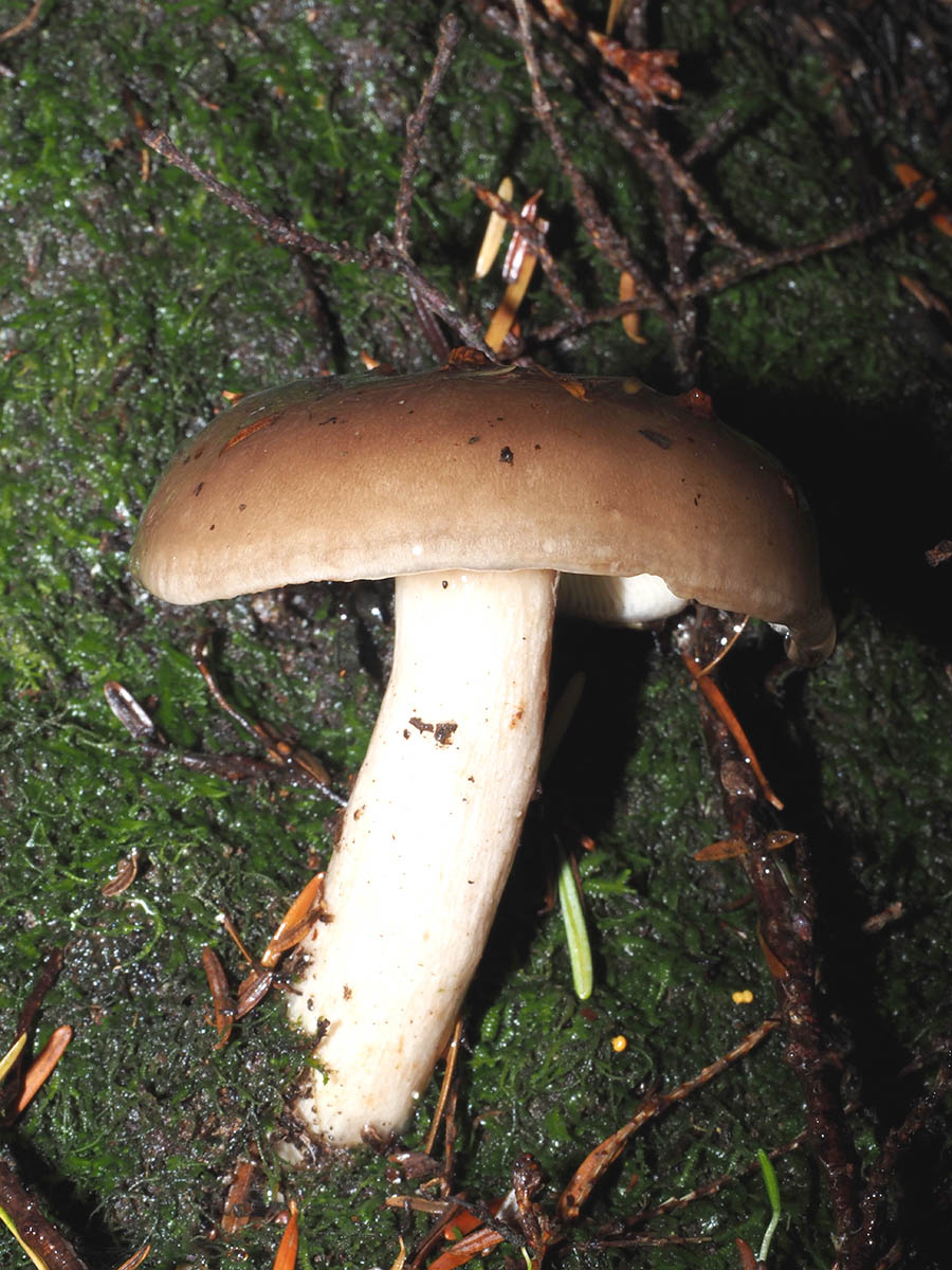 Russula foetens (Stinking brittlegill)