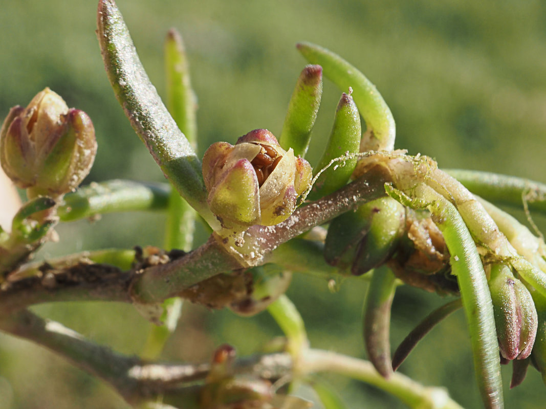 Sagina maxima ssp. crassicaulis