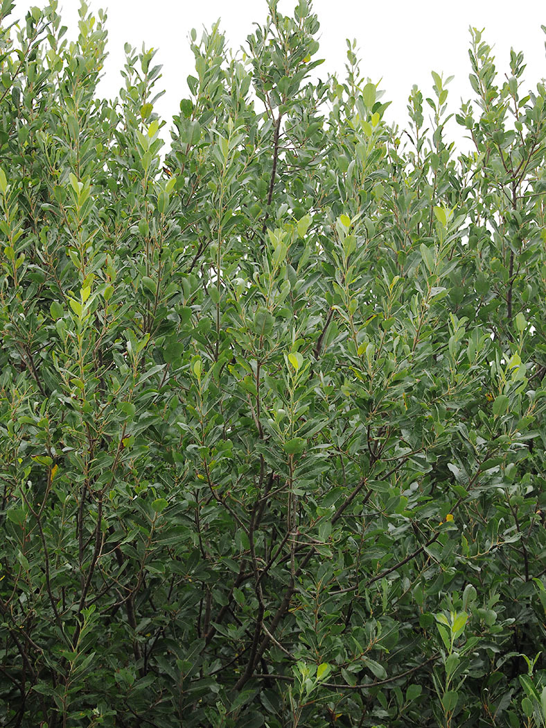 Salix hookeriana (Hooker's willow)