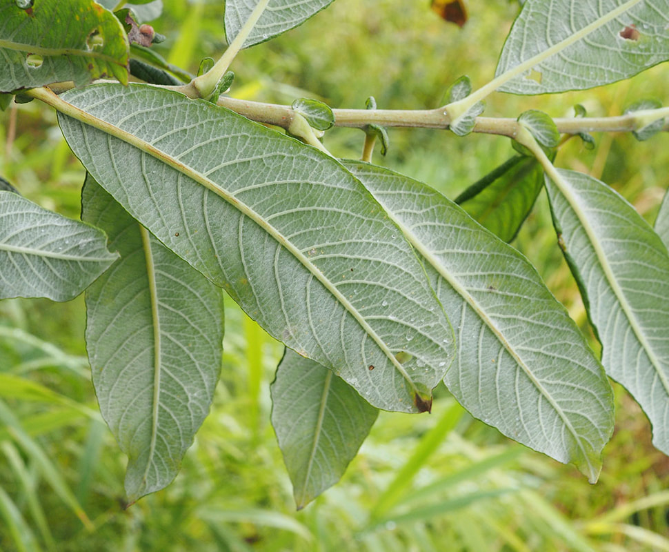 Salix sitchensis (Sitka willow)