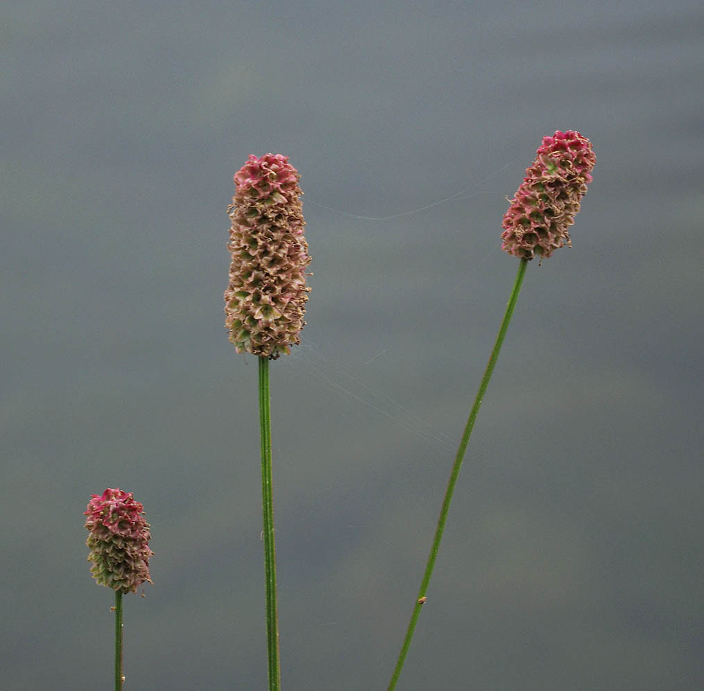 Sanguisorba menziesii