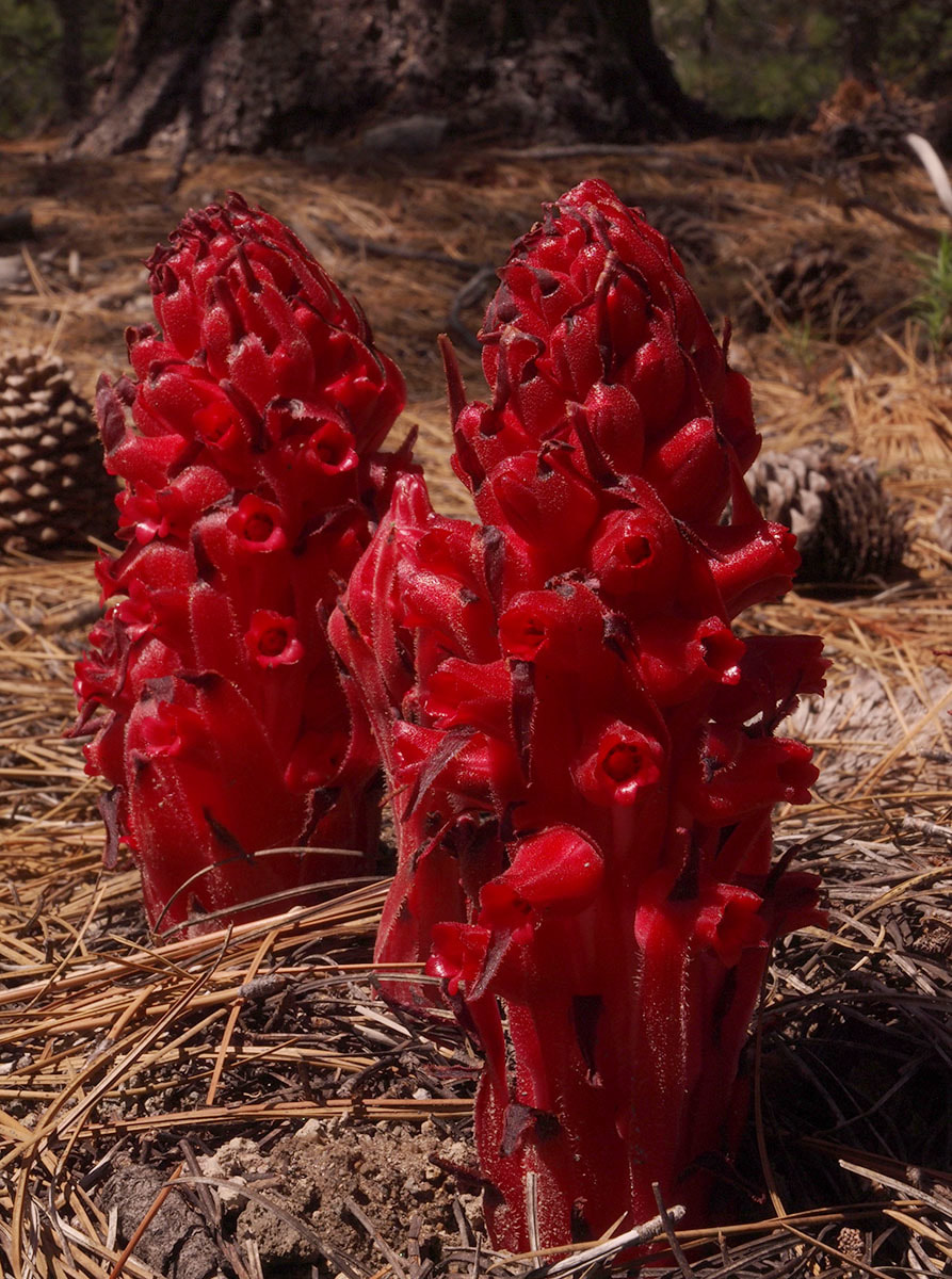 Sarcodes sanguinea