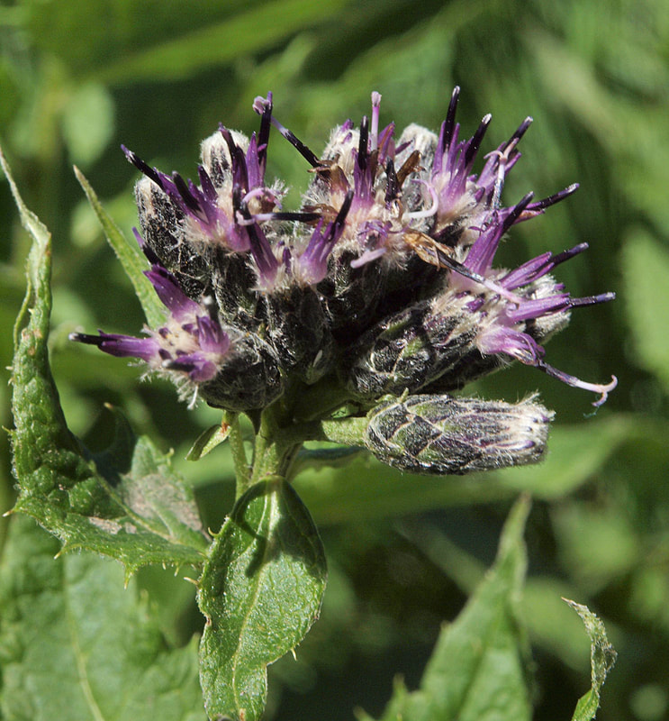 Saussurea americana