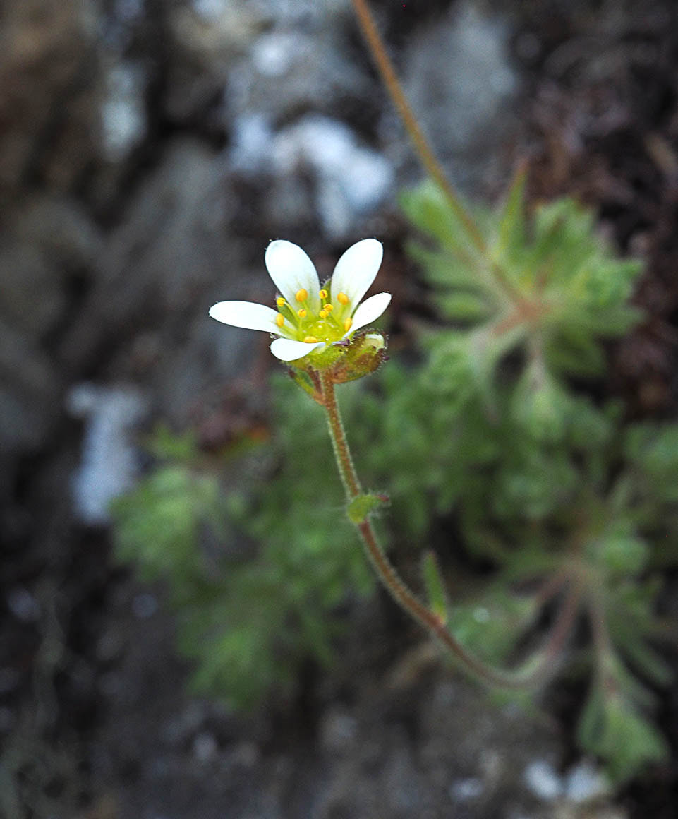 Saxifraga cespitosa (Tufted saxifrage)