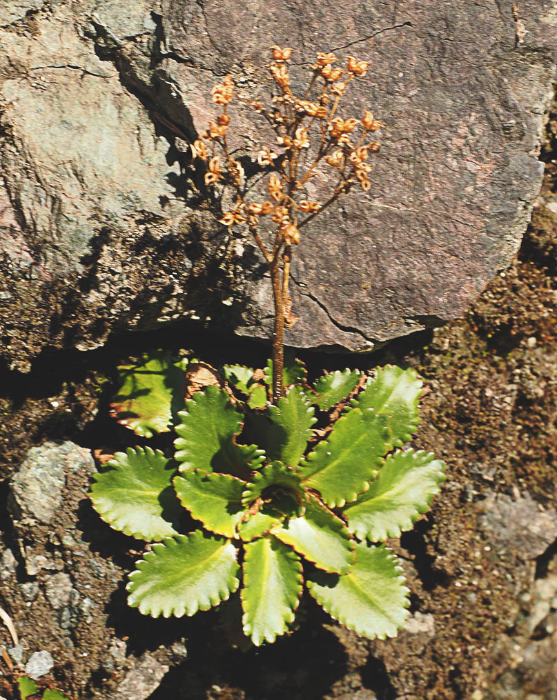 Micranthes rufidula (Rusty-hair saxifrage)