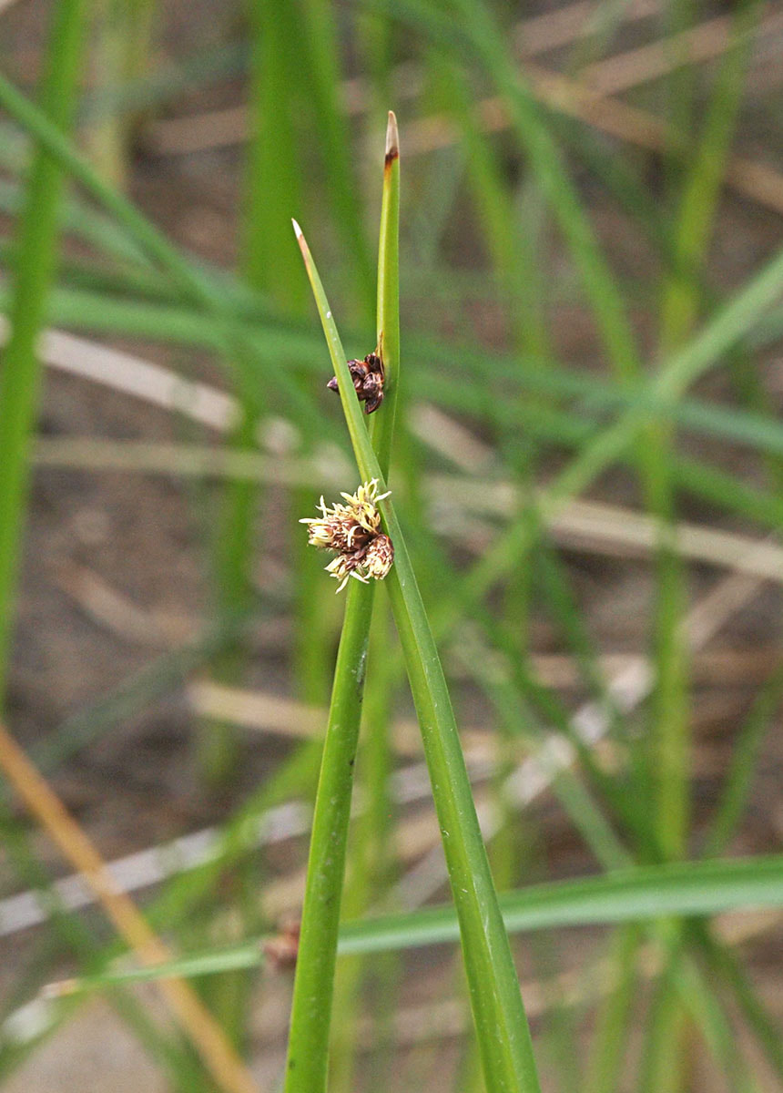 SSchoenoplectus pungens var. longispicatus