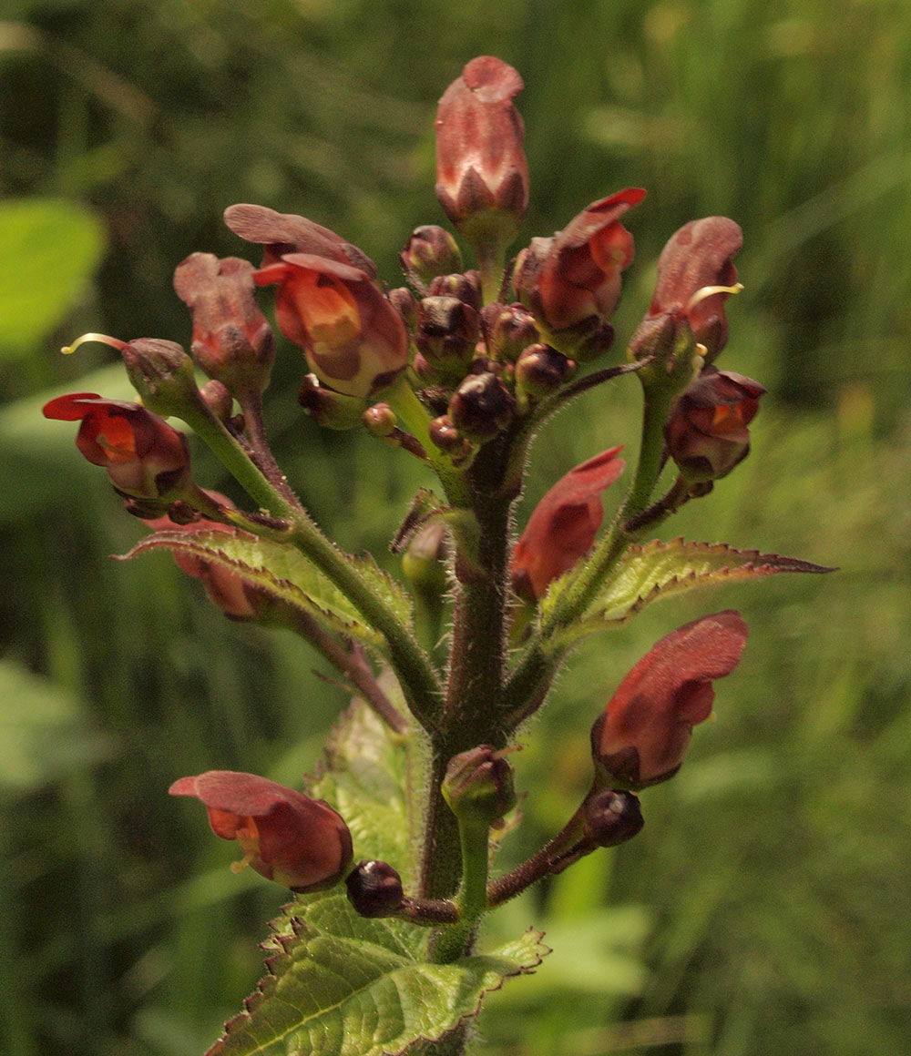 Scrophularia californica
