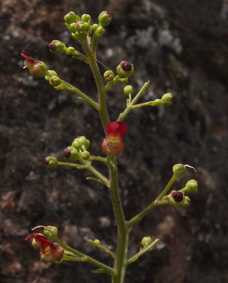 Scrophularia lanceolata