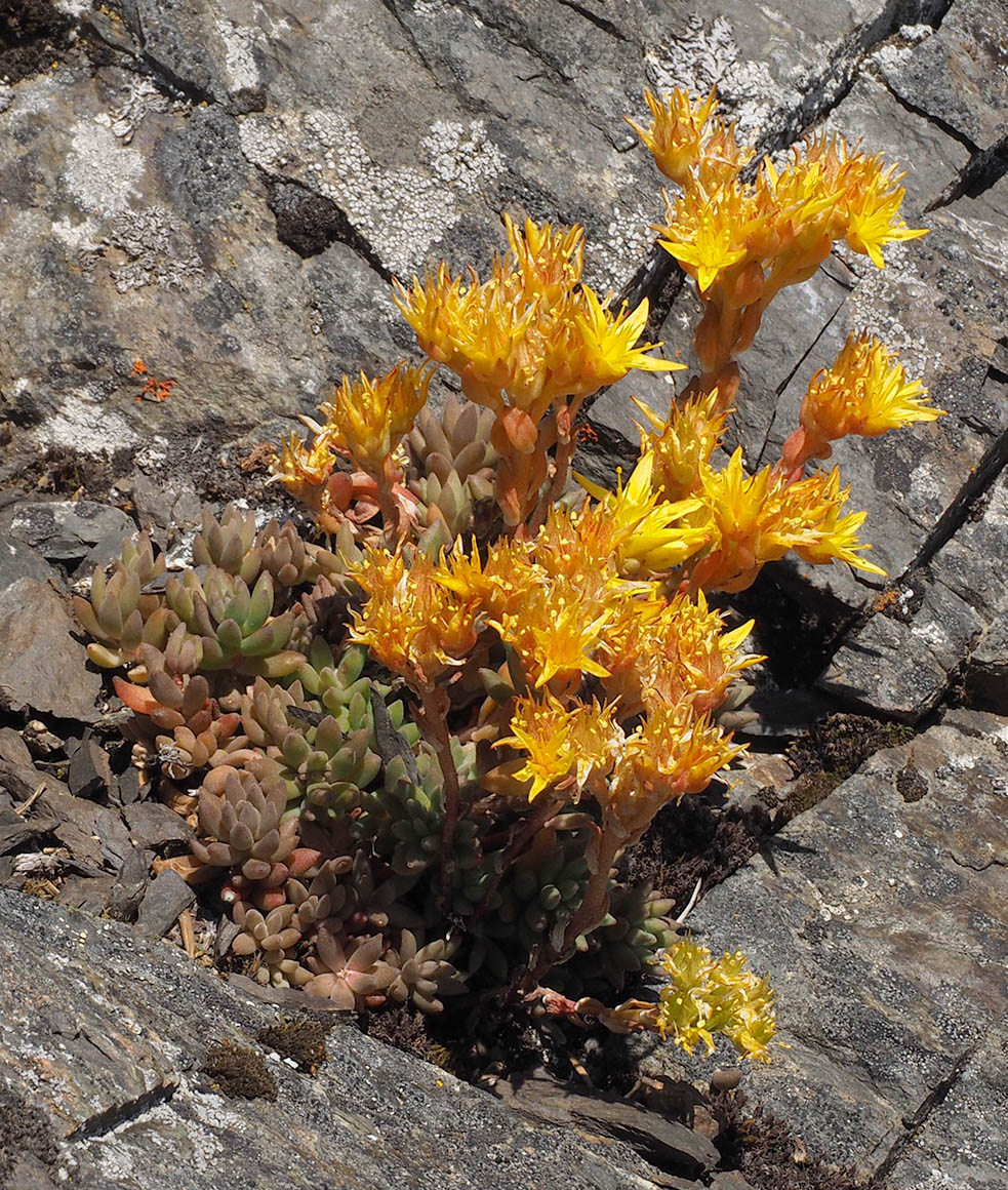 Sedum lanceolatum (Lance-leaf stonecrop)