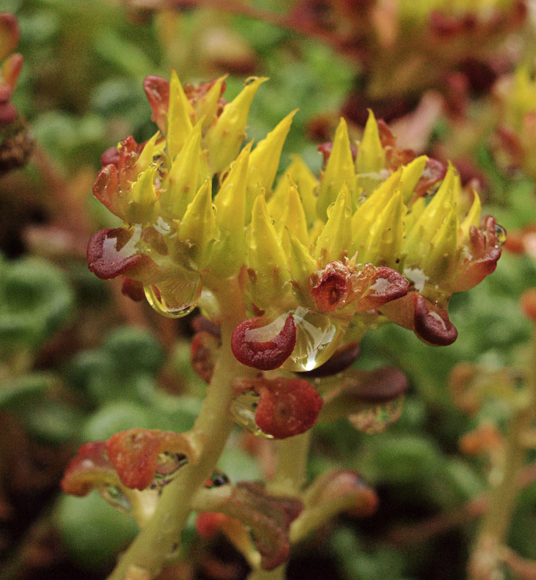 Sedum oreganum var. oreganum