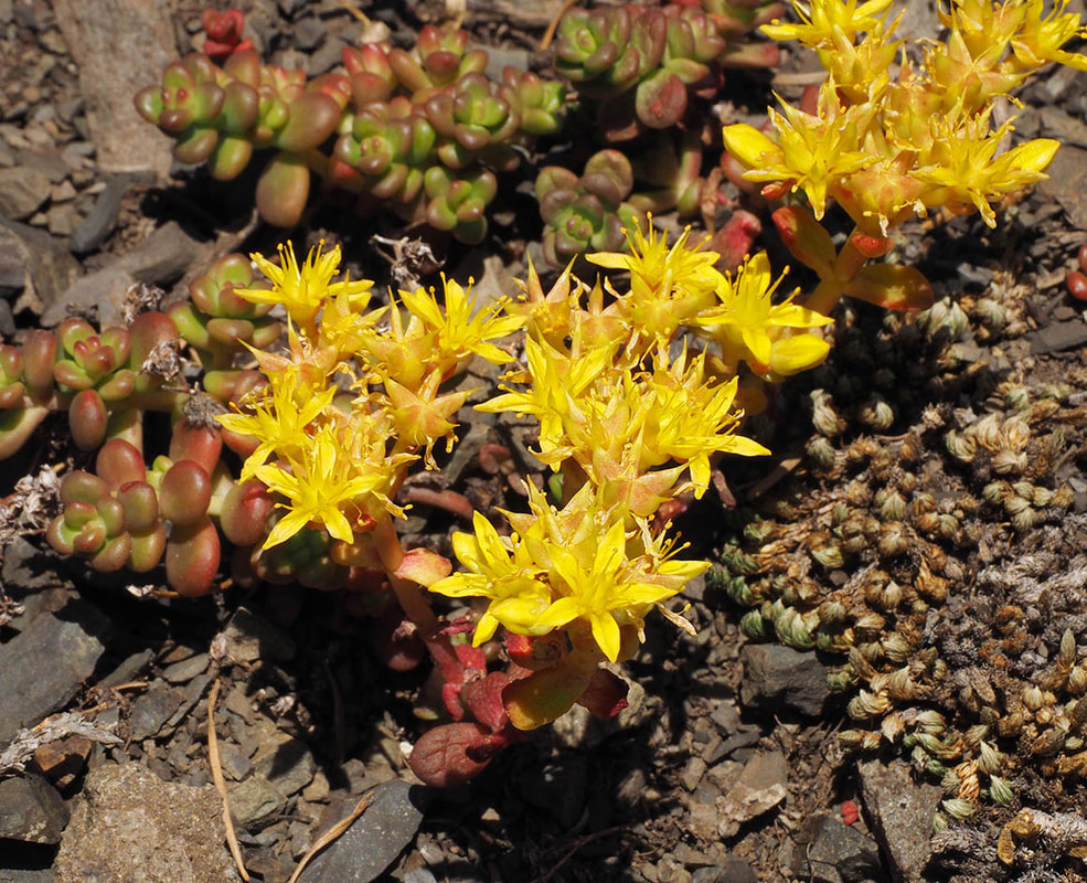 Sedum oreganum var. tenue (Oregon stonecrop)
