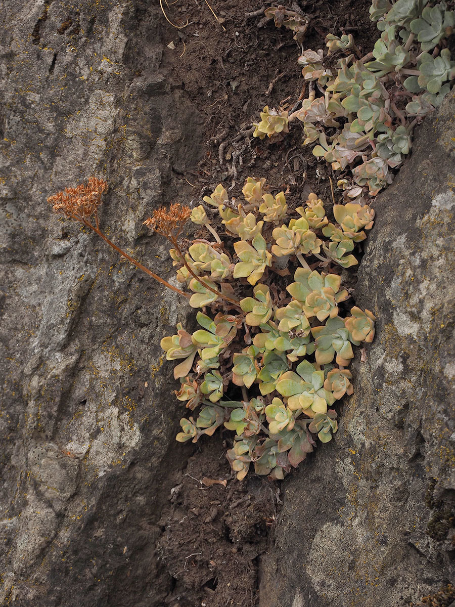 Sedum spathulifolium var. spathulifolium (Broadleaf stonecrop)