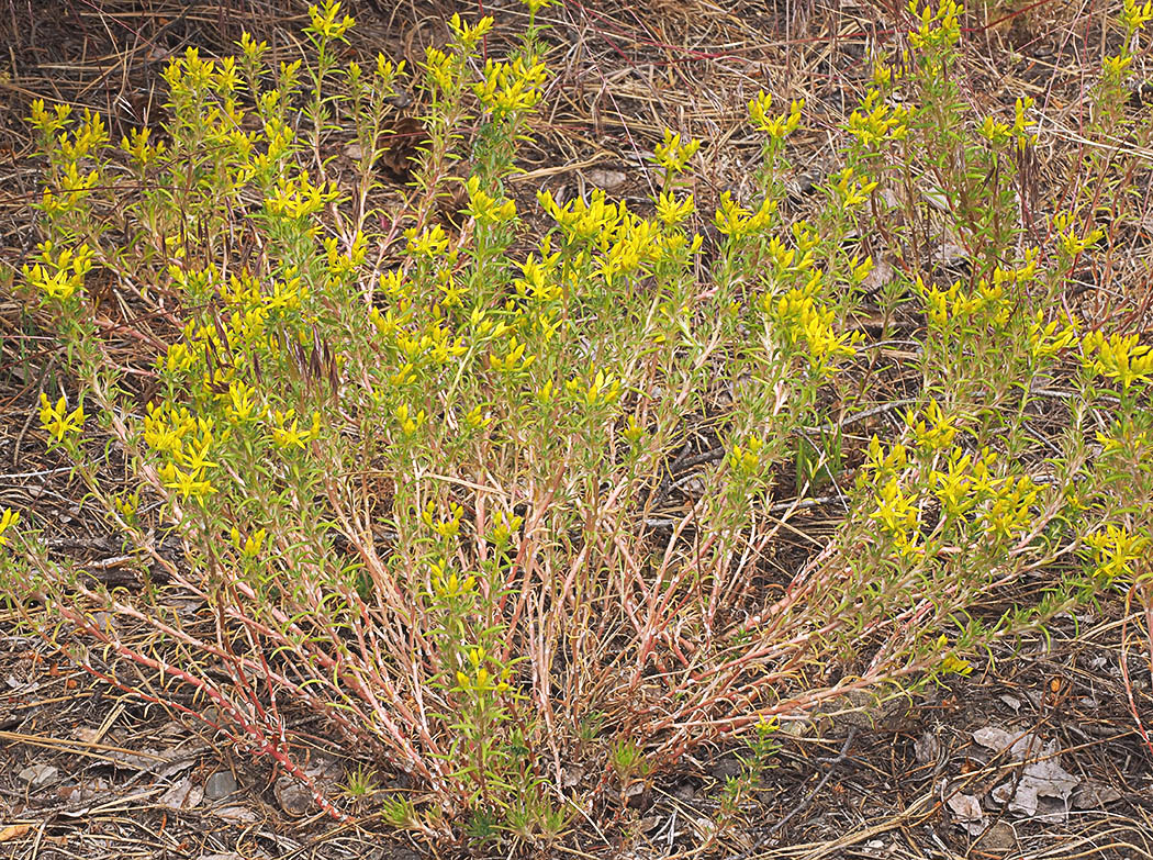 Sedum stenopetalum ssp. stenopetalum