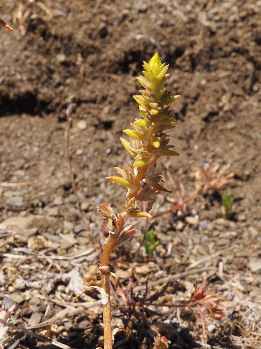 Sedum stenopetalum var. monanthum (Wormleaf stonecrop)  (Wormleaf stonecrop)