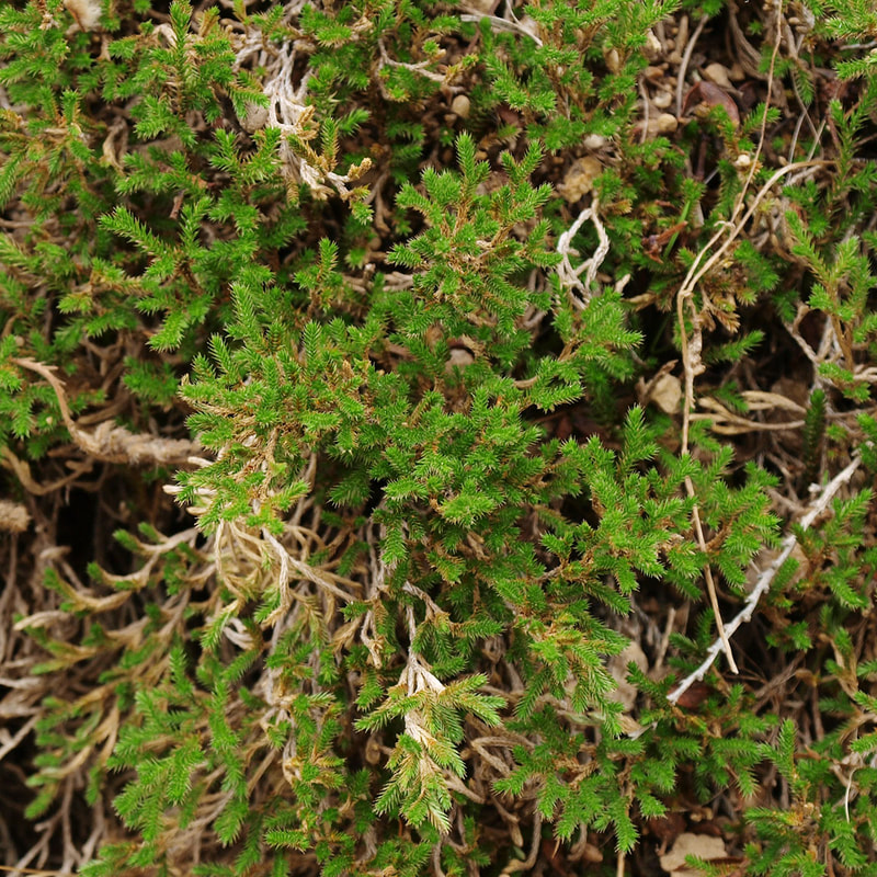 Selaginella bigelovii
