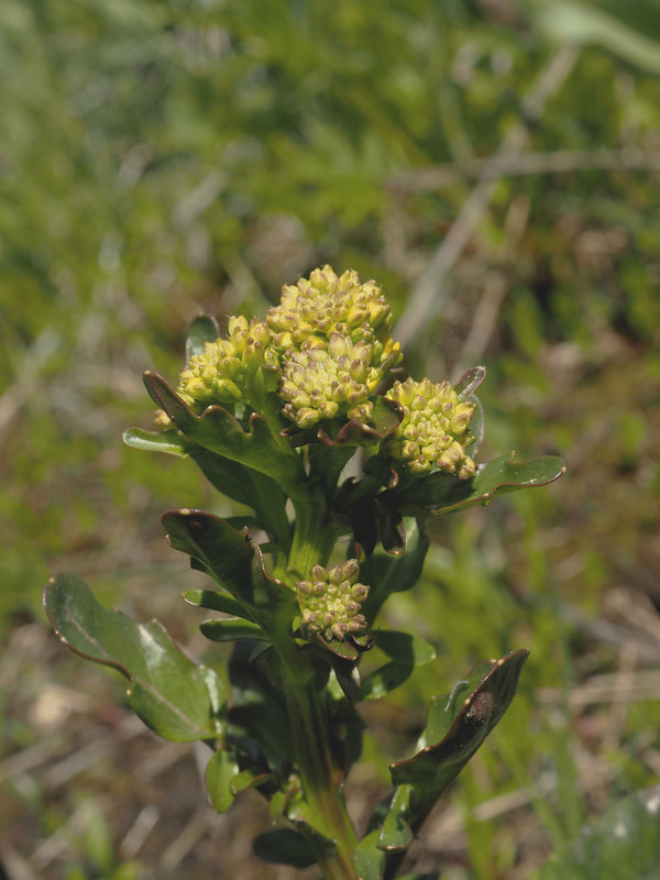 Senecio hydrophiloides