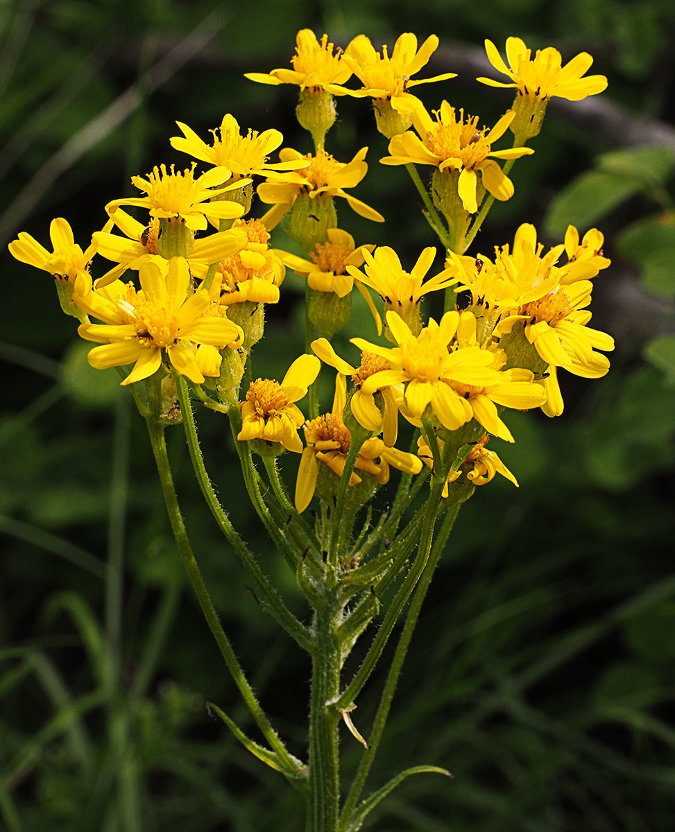 Senecio integerrimus var. exaltatus