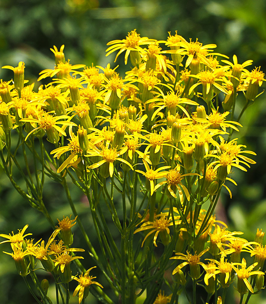 Senecio serra var. serra