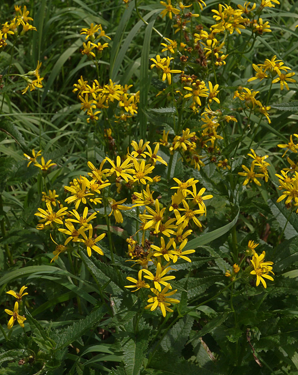 Senecio triangularis