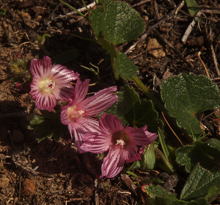 Sildacea malviflora ssp. malviflora