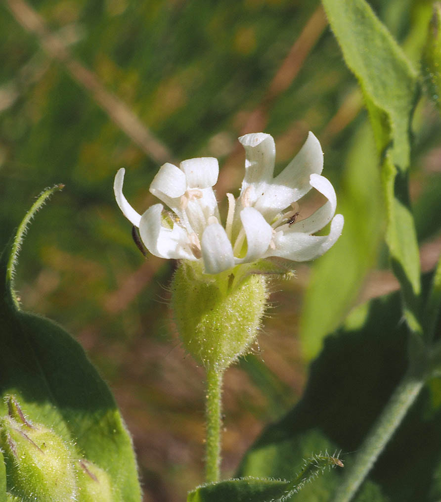 Silene menziesii