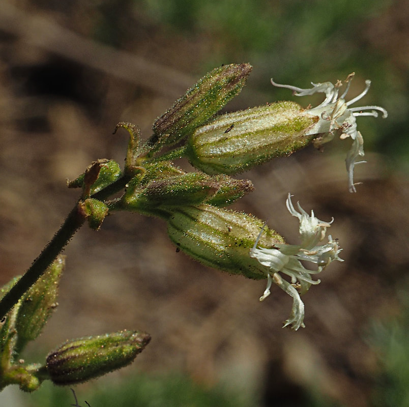 Silene oregana