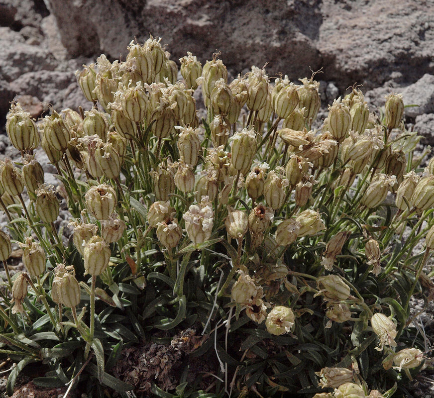Silene parryi
