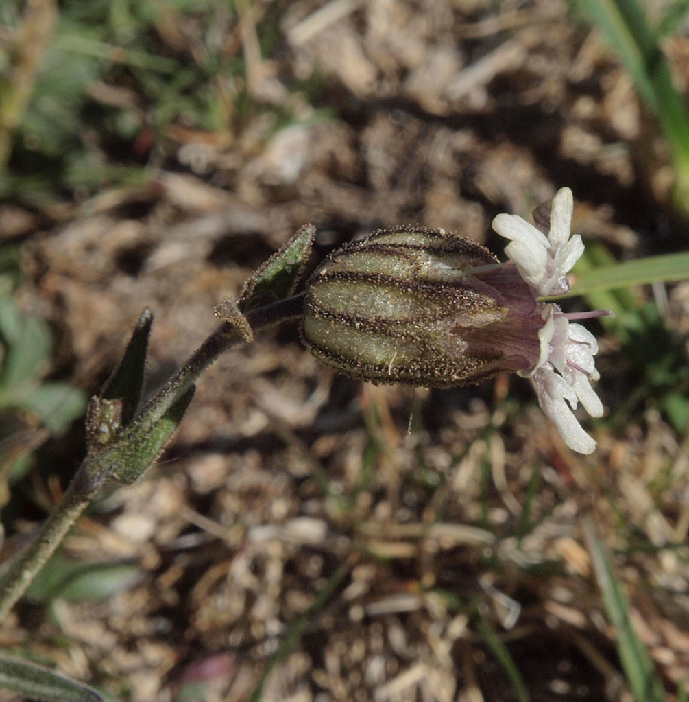 Silene suksdorfii