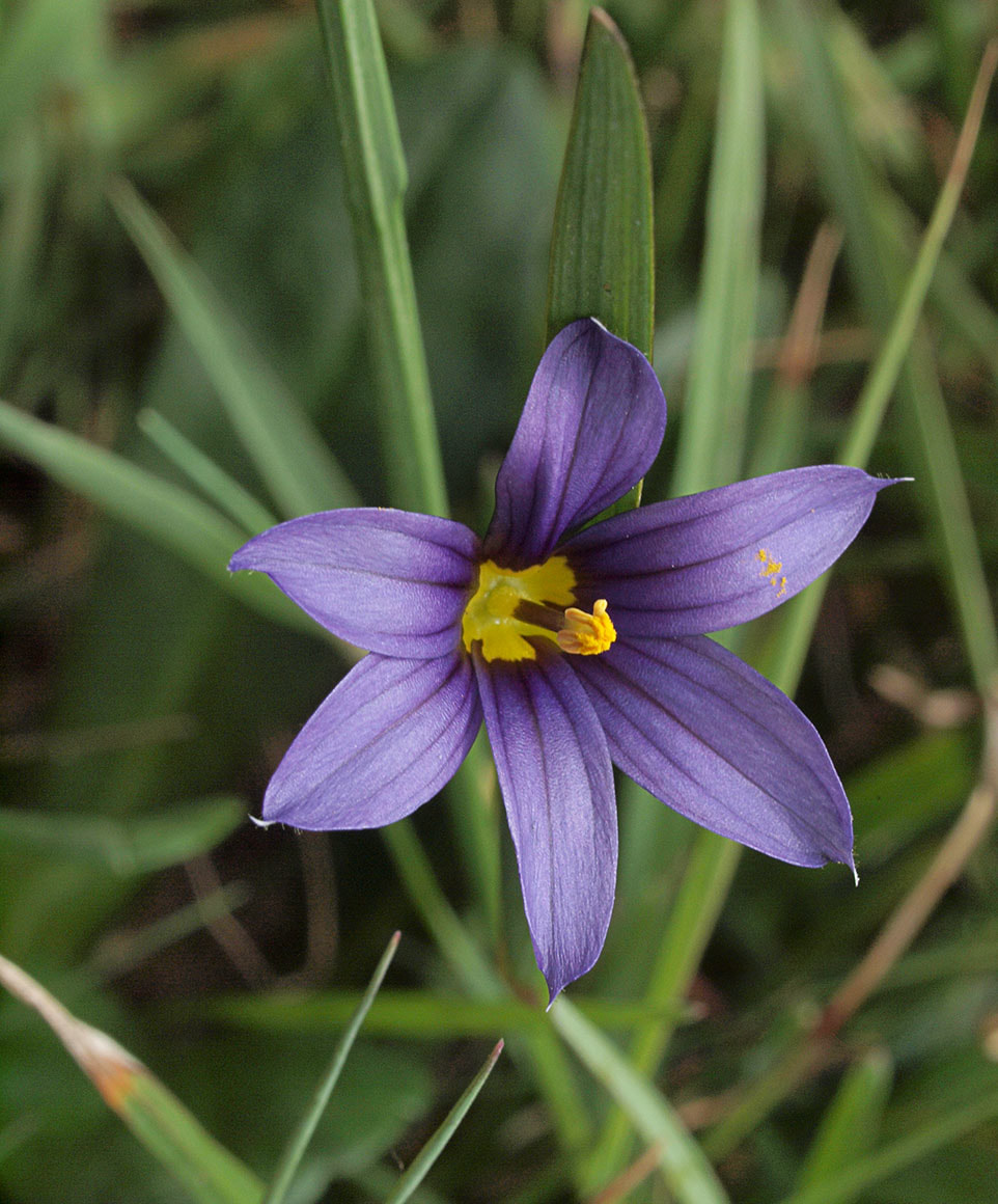 Sisyrinchium angustifolium