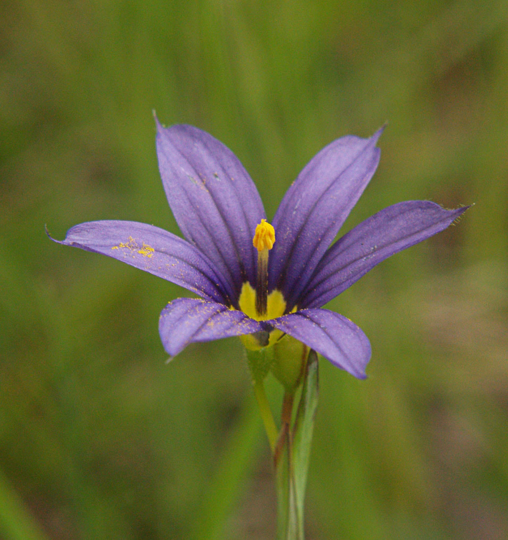 Sisyrinchium idahoense var. idahoense