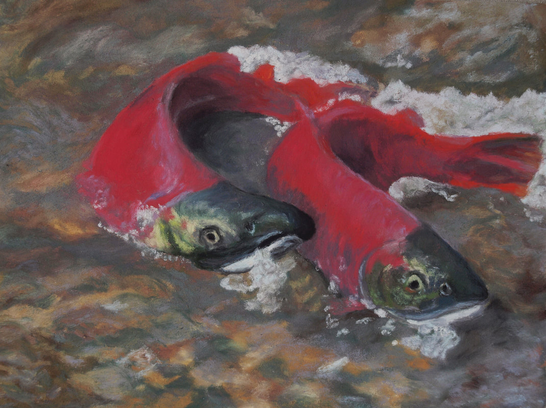 Sockeye Salmon - soft pastel