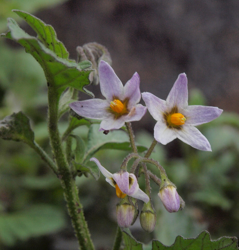 Solanum americanum