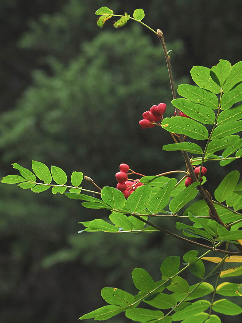 Sorbus sitchensis var. grayi (Sitka mountain-ash)