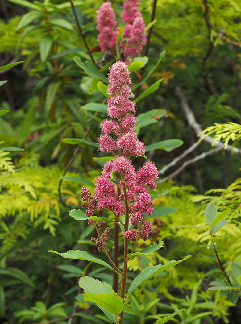 Spiraea douglasii var. menziesii (Menzies' spiraea) 