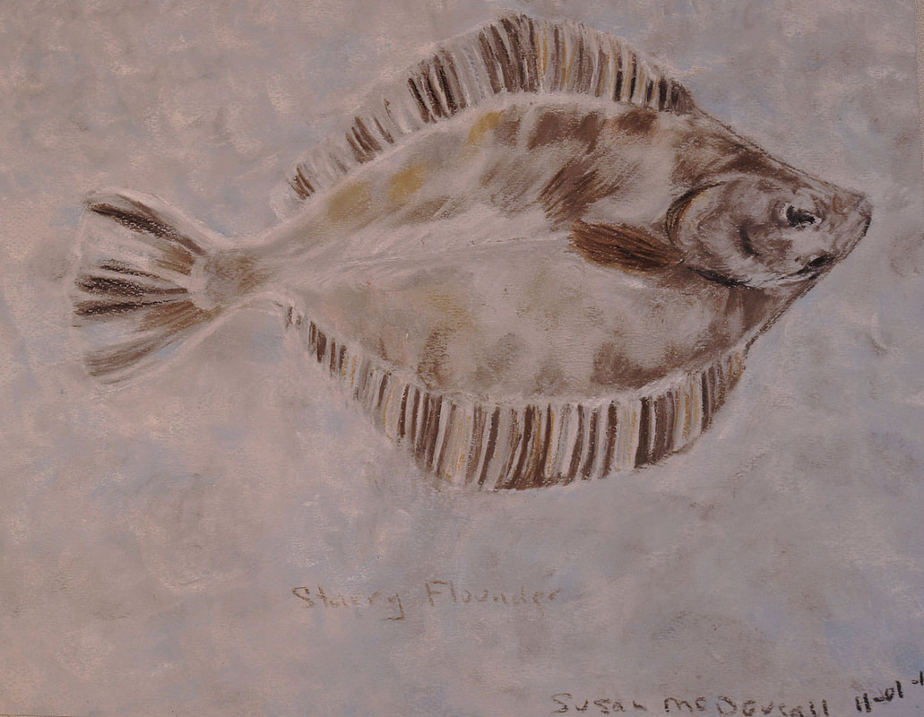 Starry Flounder - soft pastel