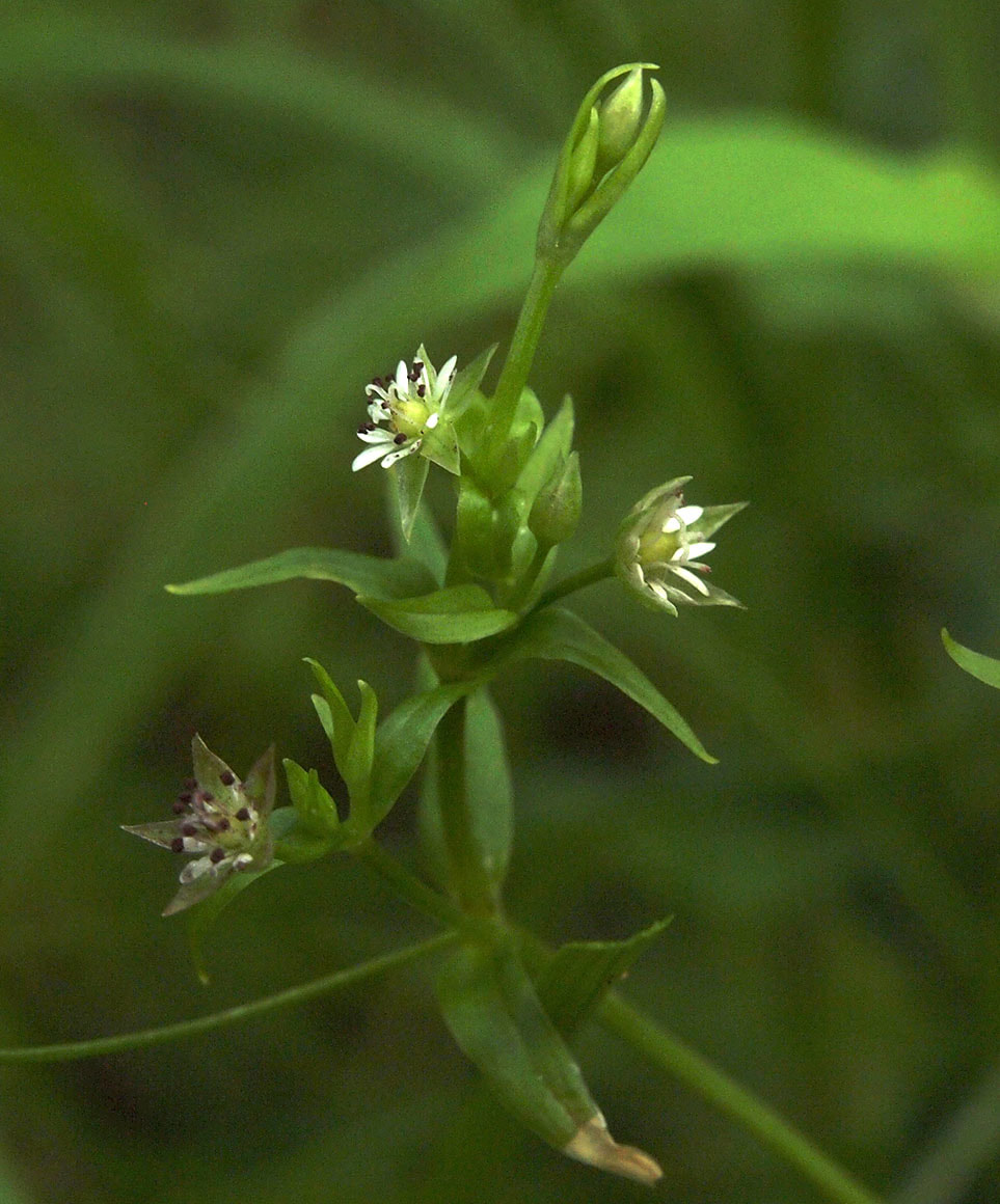 Stellaria borealis ssp. sitchana