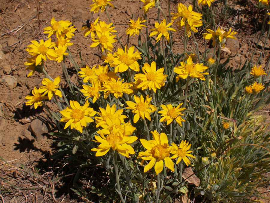 Stenotus lanuginosus