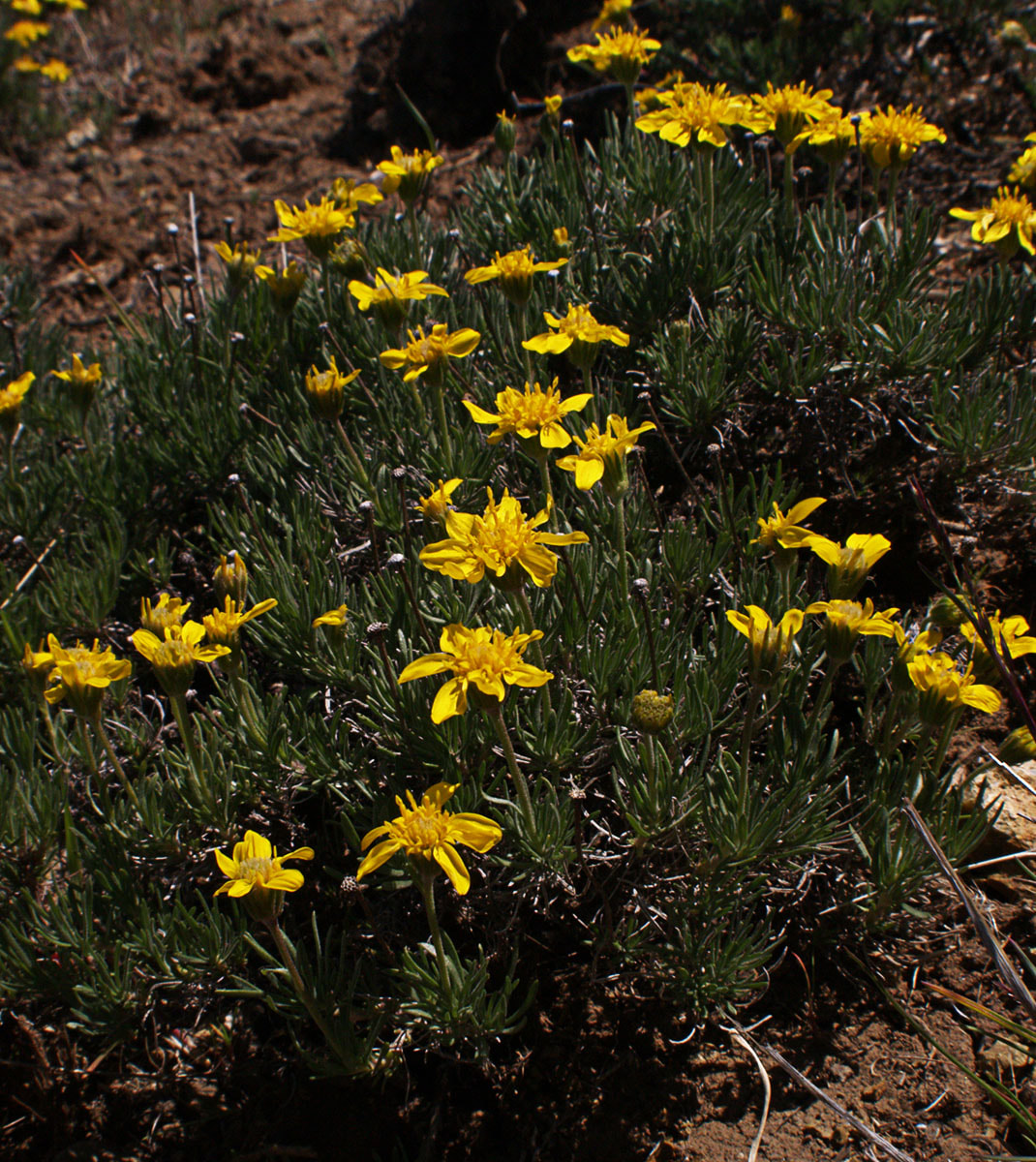 Stenotus stenophyllus
