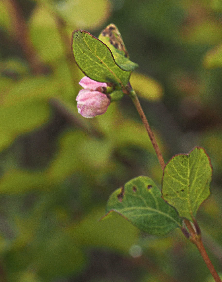 Symphoricarpus alba (Snowberry)