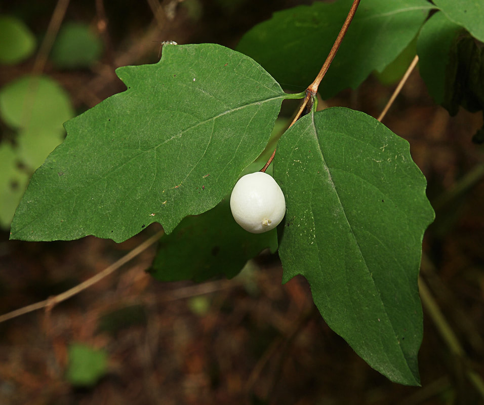Symphoricarpos albus var. albus