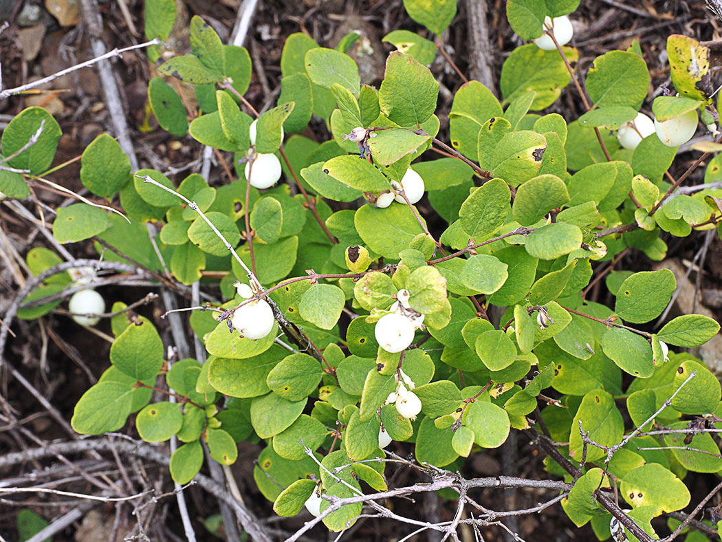 Symphoricarpos mollis var. hesperis (Creeping snowberry) 