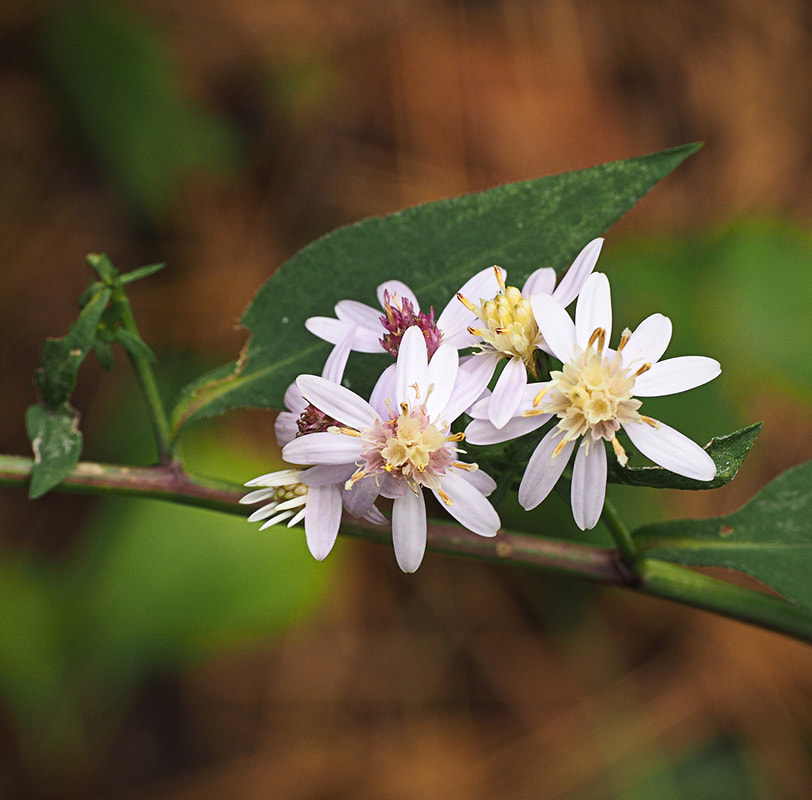 Symphyotrichum lanceolatum