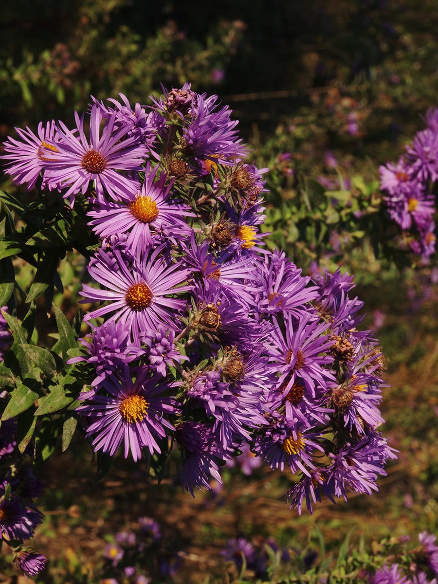 Symphyotrichum novae-angliae