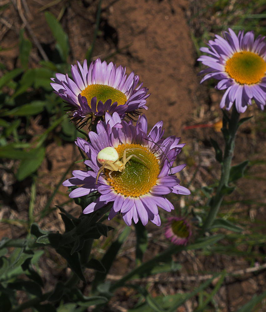 Symphyotrichum spathulatum var. spathulatum