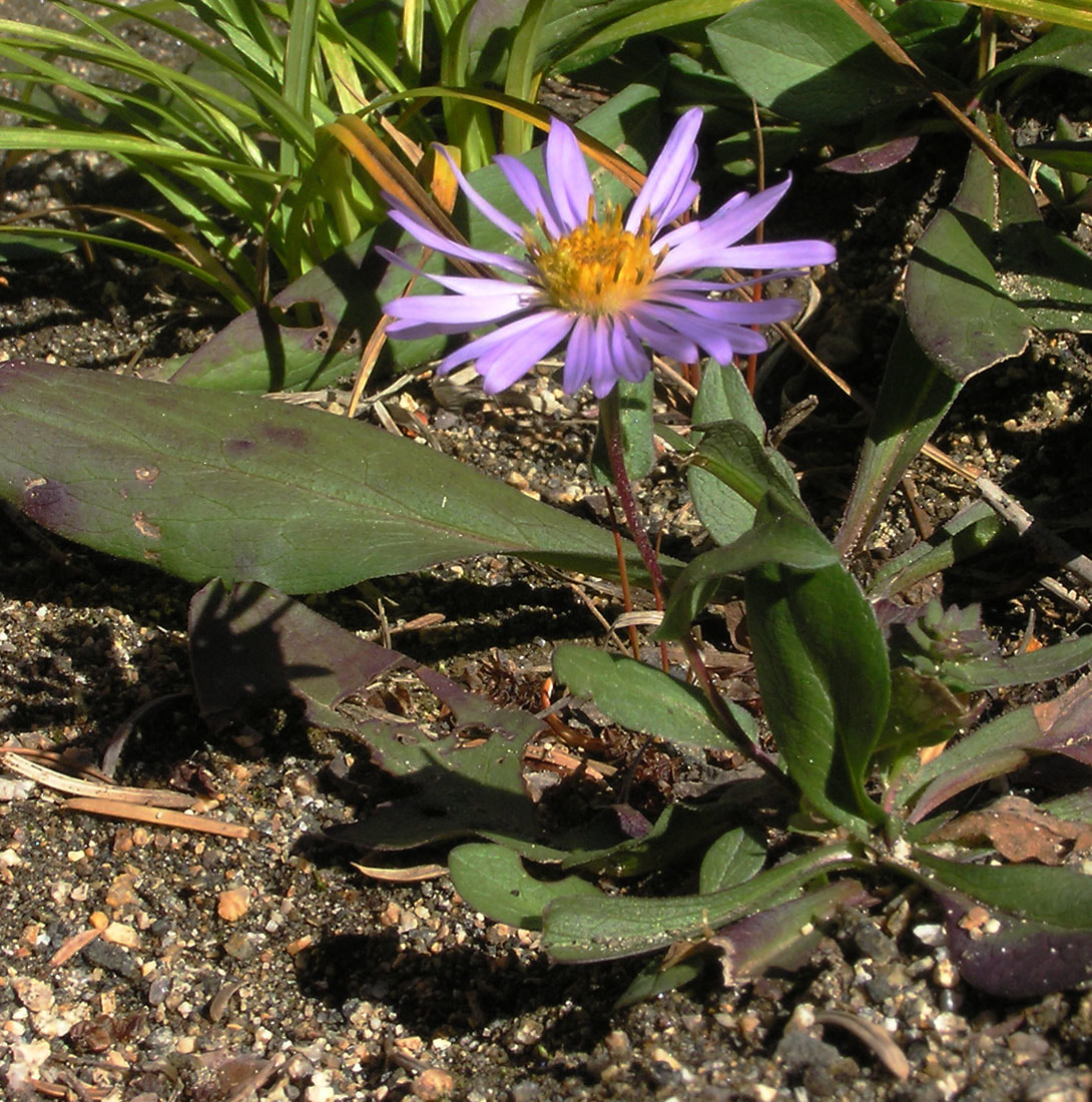 Symphyotrichum foliaceum var. foliaceum