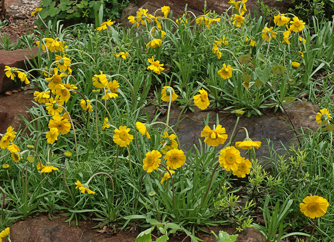 Tetraneuris herbacea
