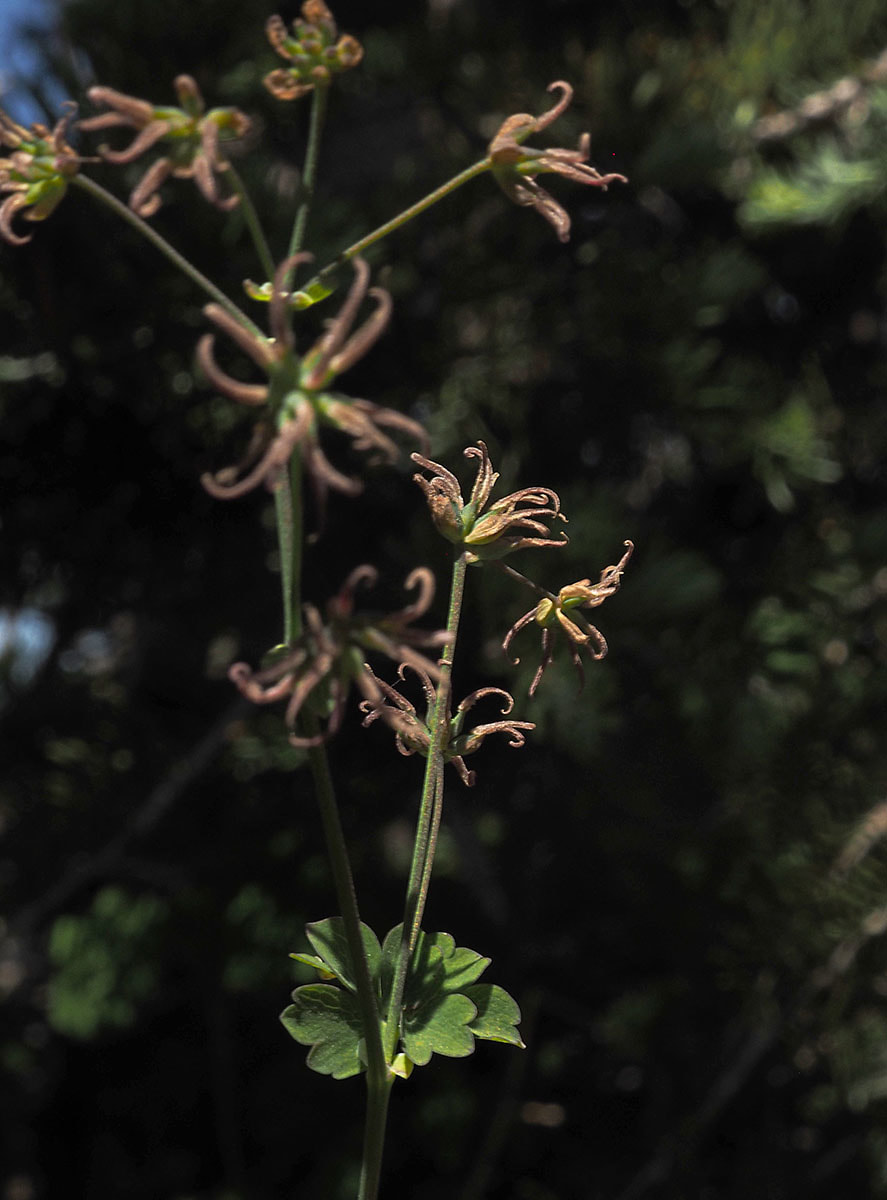 Thalictrum occidentale 