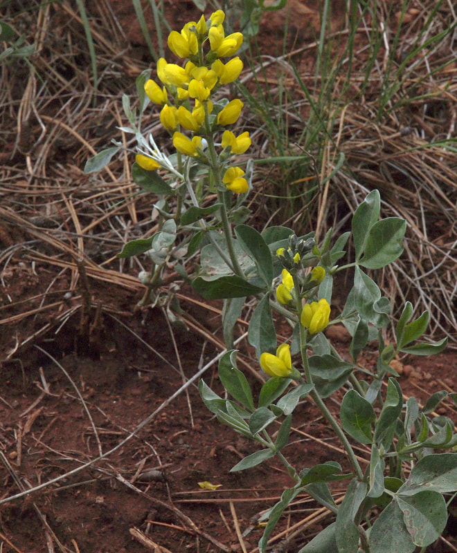 Thermopsis californica var. argentata